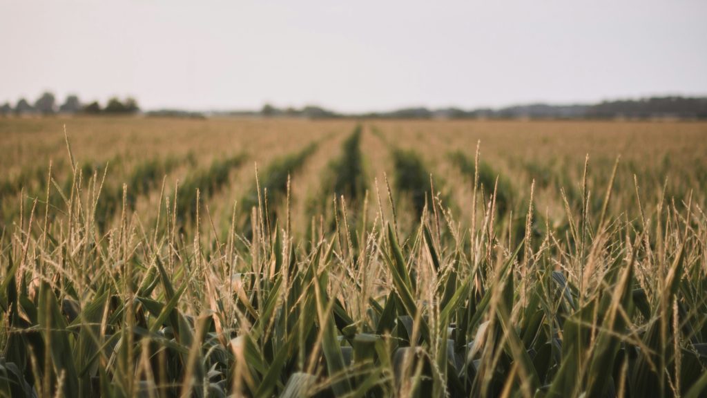 A photo of a corn field